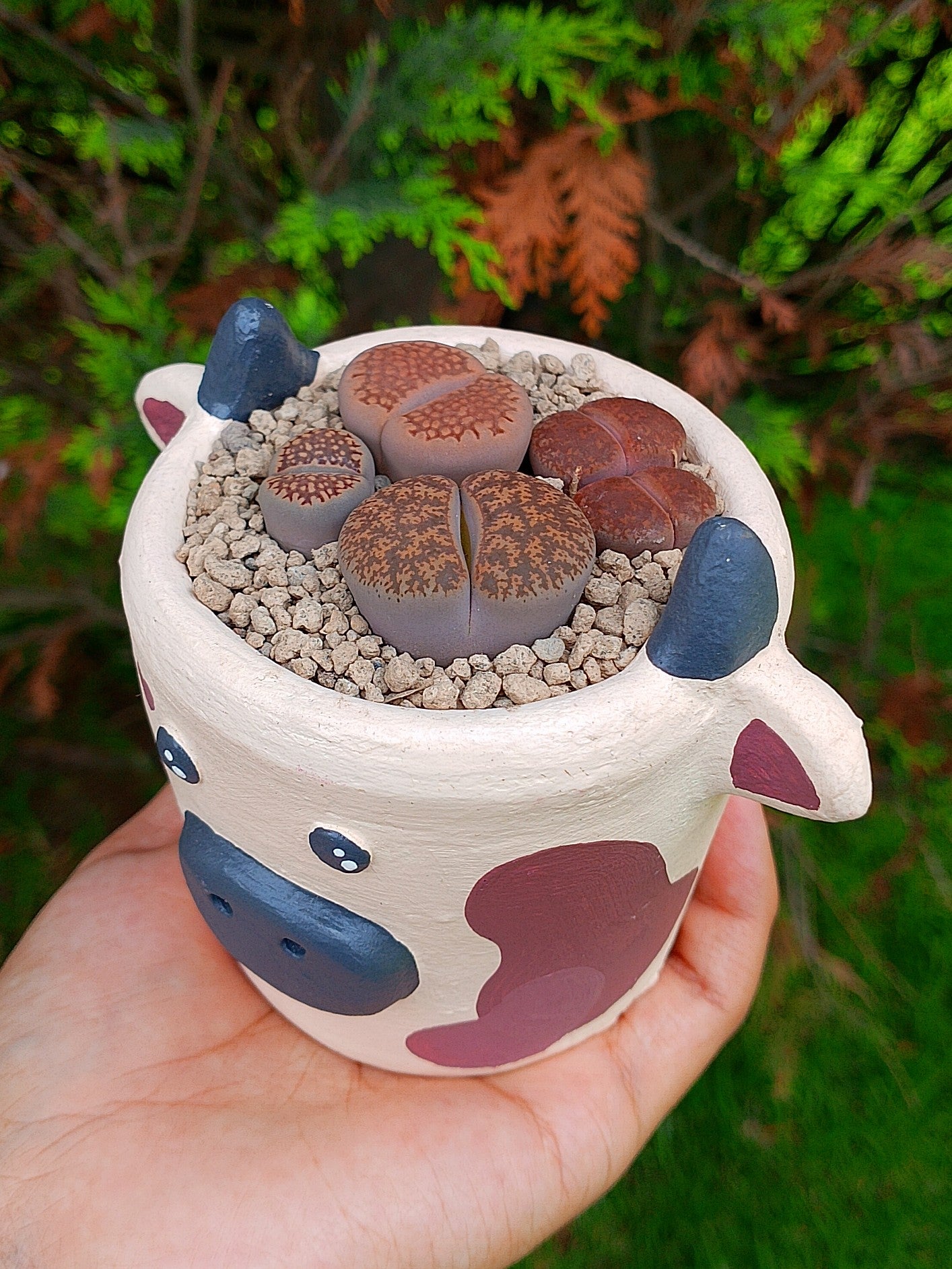 Paquete lithops Mix - vaquita C | maceta 2.5"