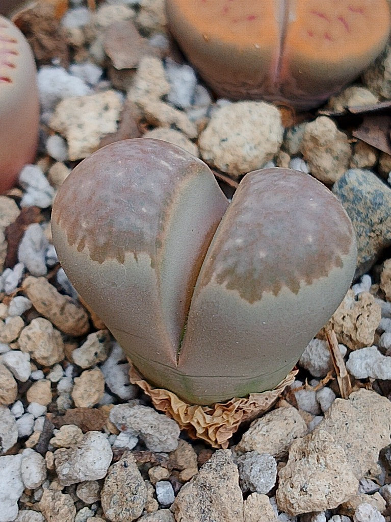 C232 	Lithops geyeri (syn. hillii)