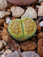 C111A Lithops hallii v. ochracea 'Green Soapstone' A