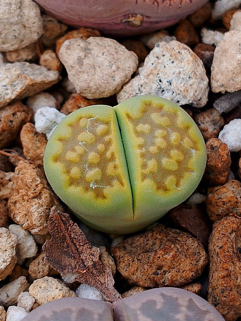 C111A Lithops hallii v. ochracea 'Green Soapstone' A