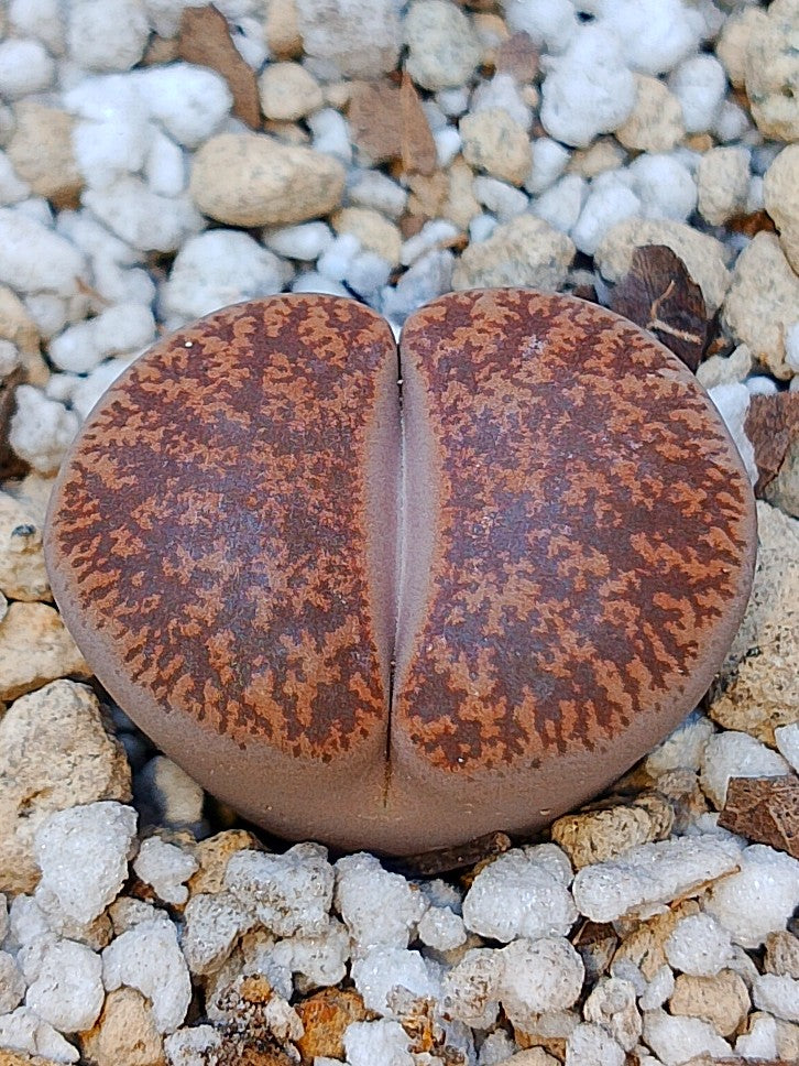 C031 	Lithops lesliei ssp. lesliei v. lesliei