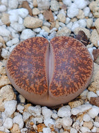 C031 	Lithops lesliei ssp. lesliei v. lesliei