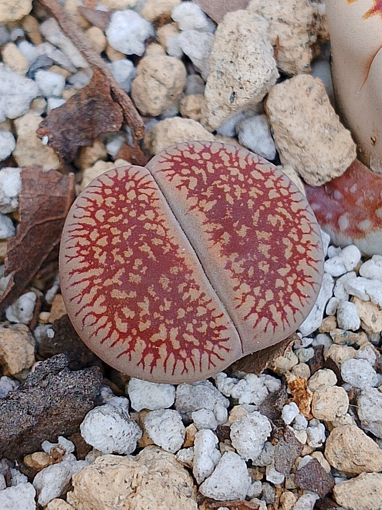 C048 	Lithops aucampiae ssp. euniceae v. euniceae A