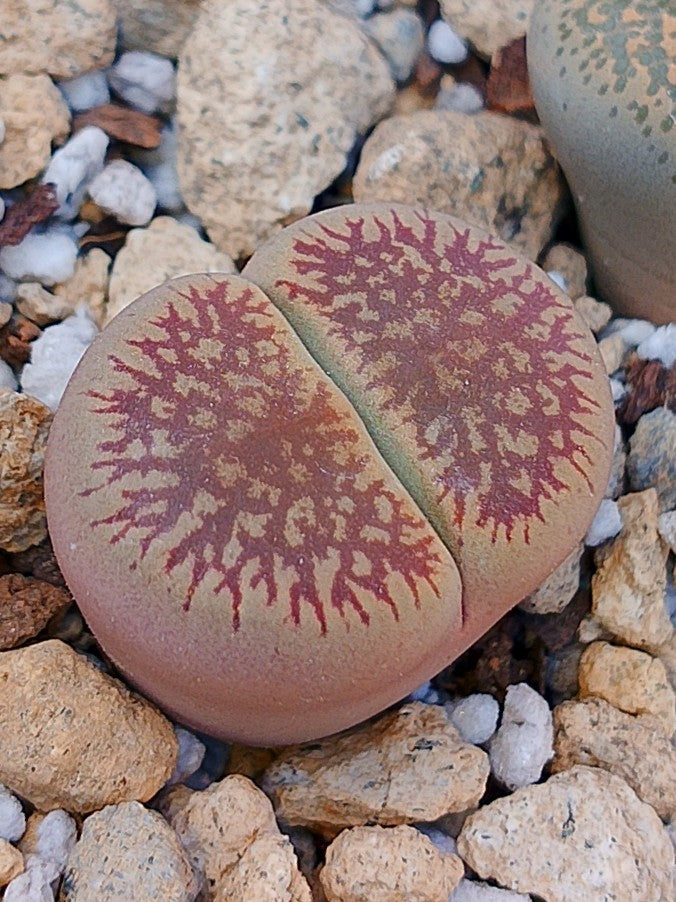 C048 	Lithops aucampiae ssp. euniceae v. euniceae A