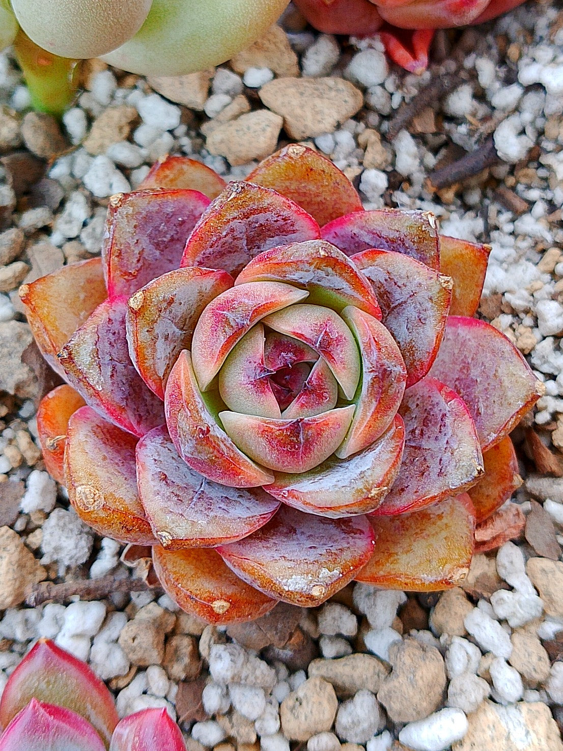 Echeveria Mirinae