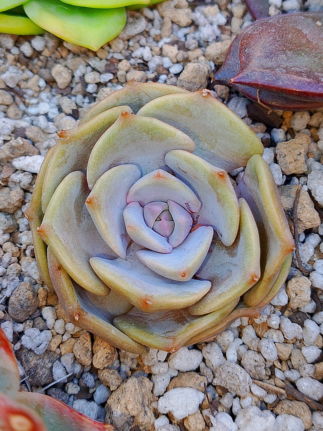 Echeveria Pink floyd | maceta 2"