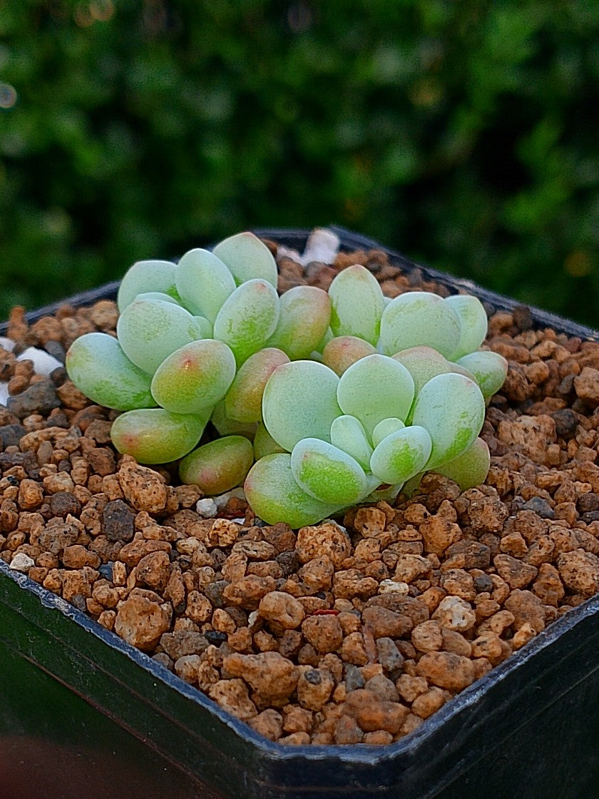 Sedum Candy | maceta 3"