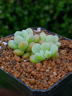 Sedum Candy | maceta 3"