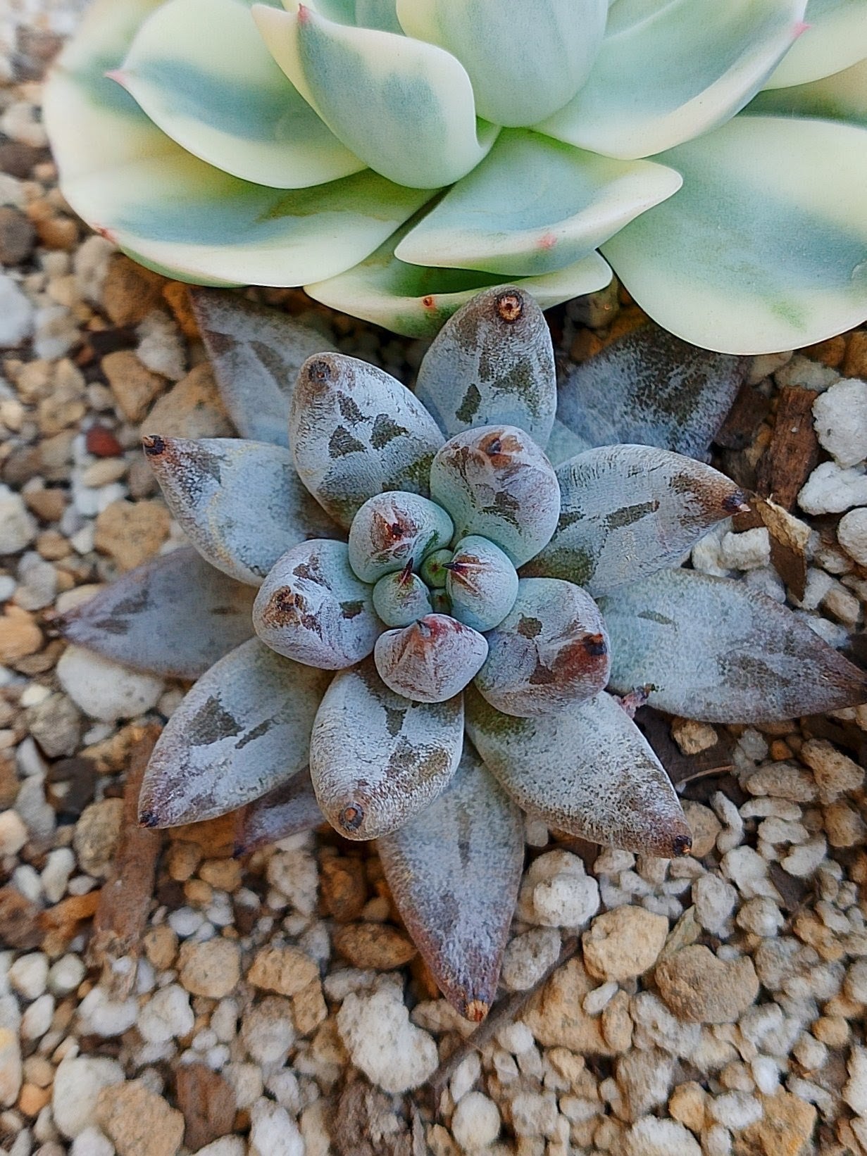 Echeveria Chateau black