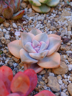 Echeveria Purple delight variegado | maceta 3"