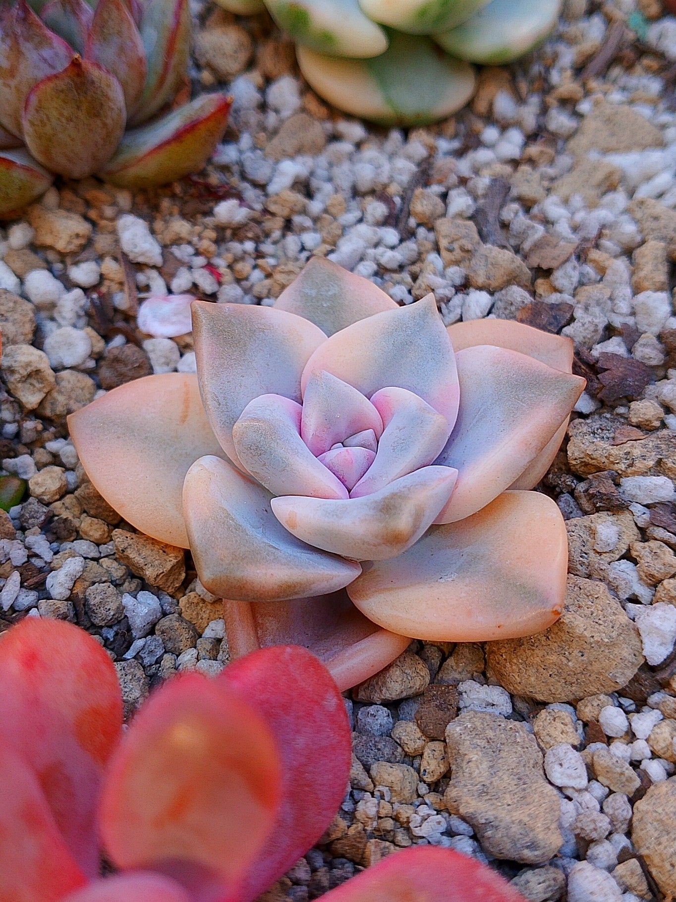 Echeveria Purple delight variegado | maceta 3"