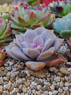 Echeveria Quetzalcoatlia superba