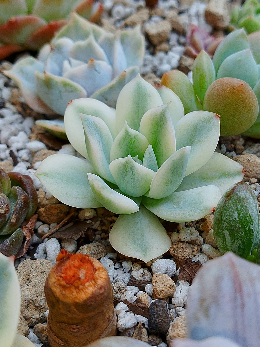 Echeveria Moon Fairy variegada