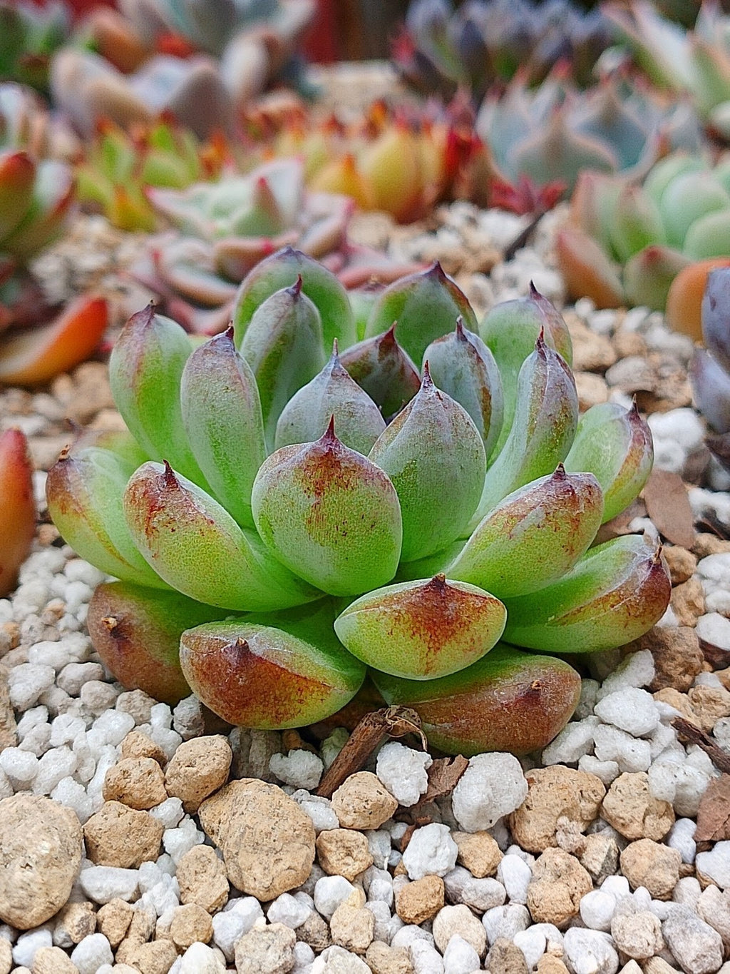 Echeveria Gemstone B