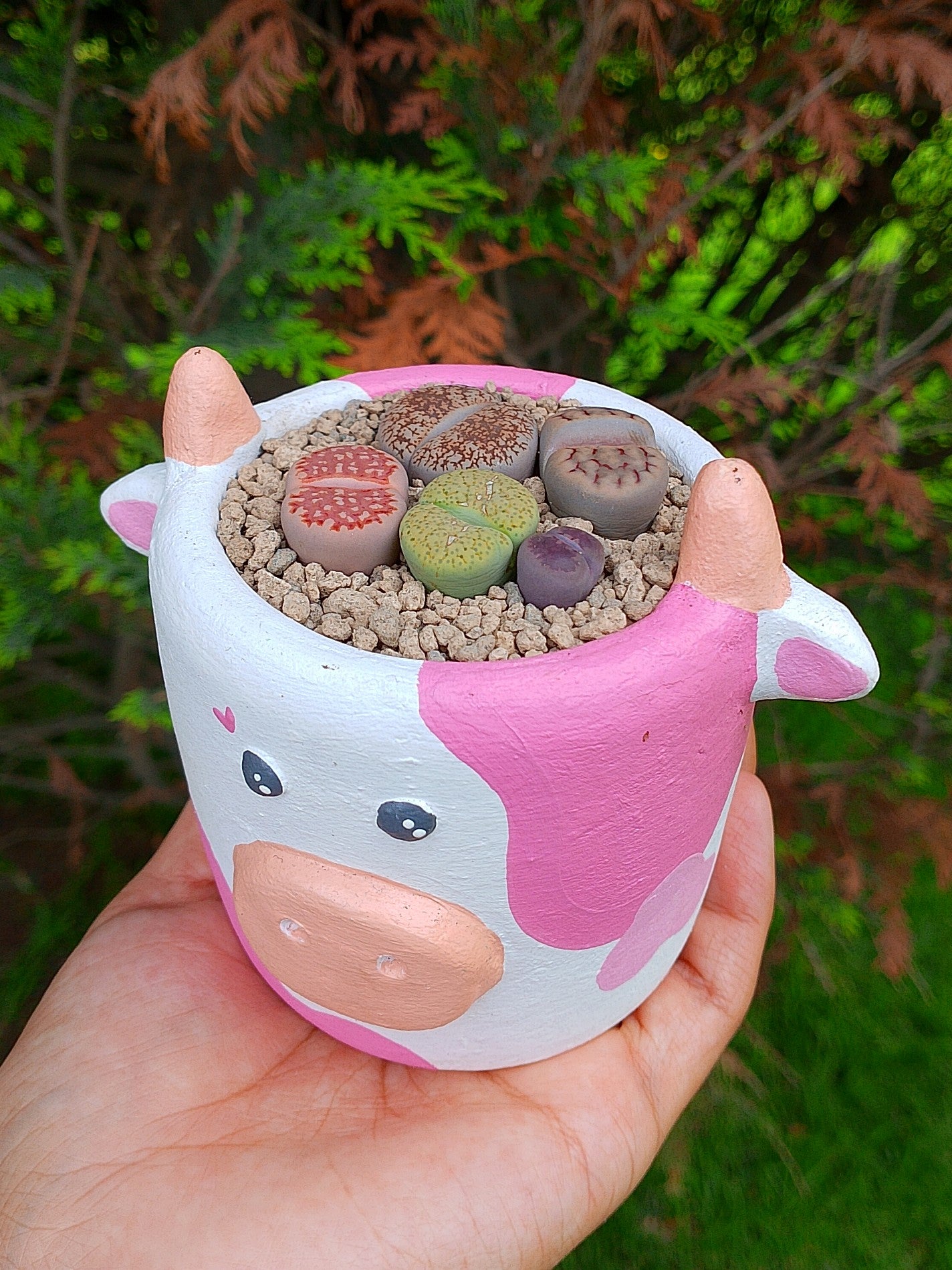 Paquete lithops Mix - vaquita B | maceta 2.5"