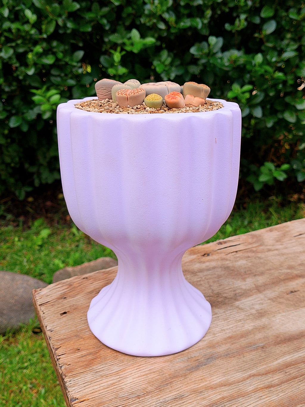 Paquete lithops Mix - Copa B
