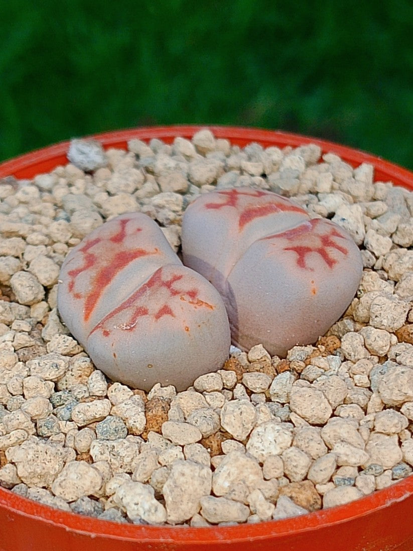 Lithops Karasmontana| 2 cabezas