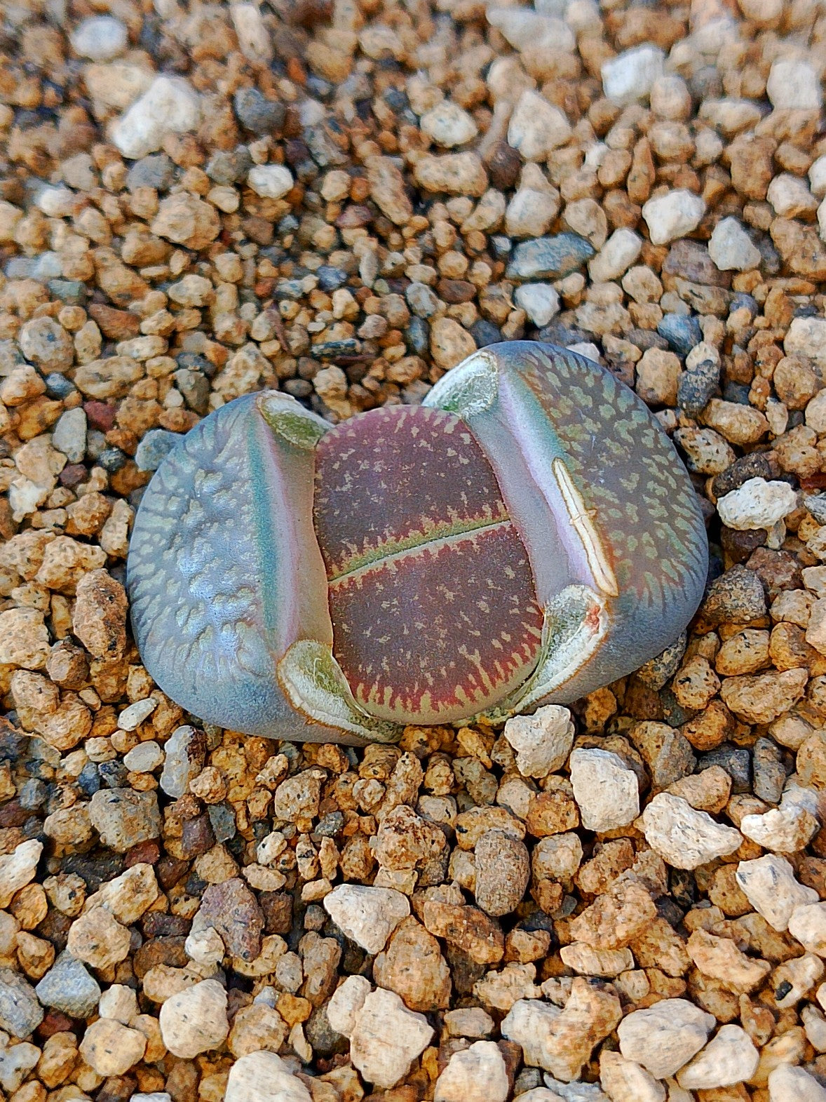 C366 	Lithops aucampiae ssp. aucampiae v. aucampiae