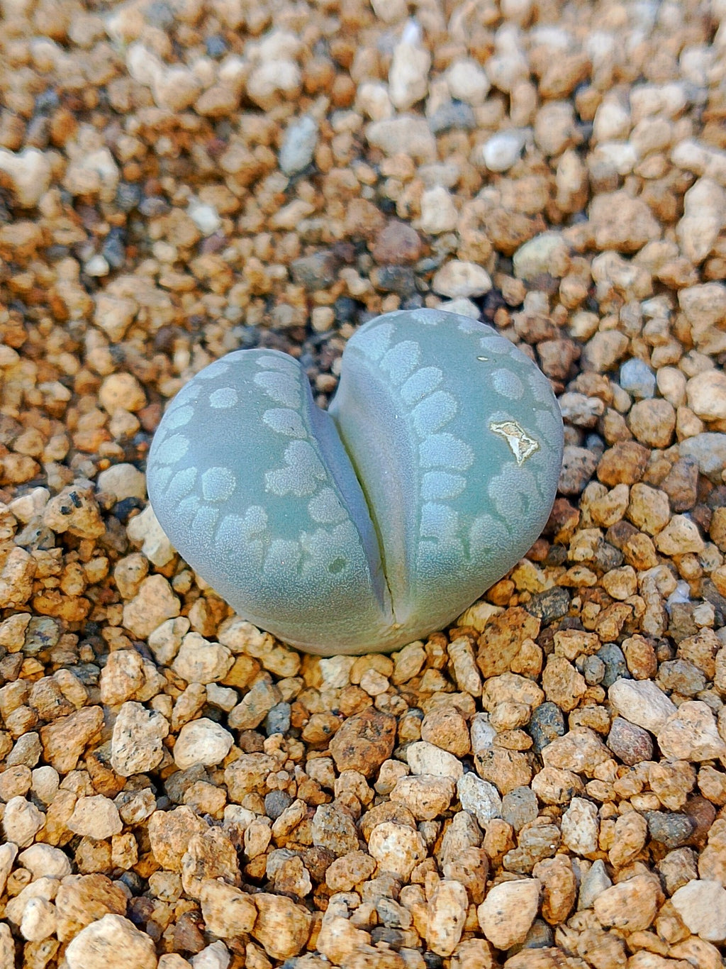 C350 	Lithops otzeniana