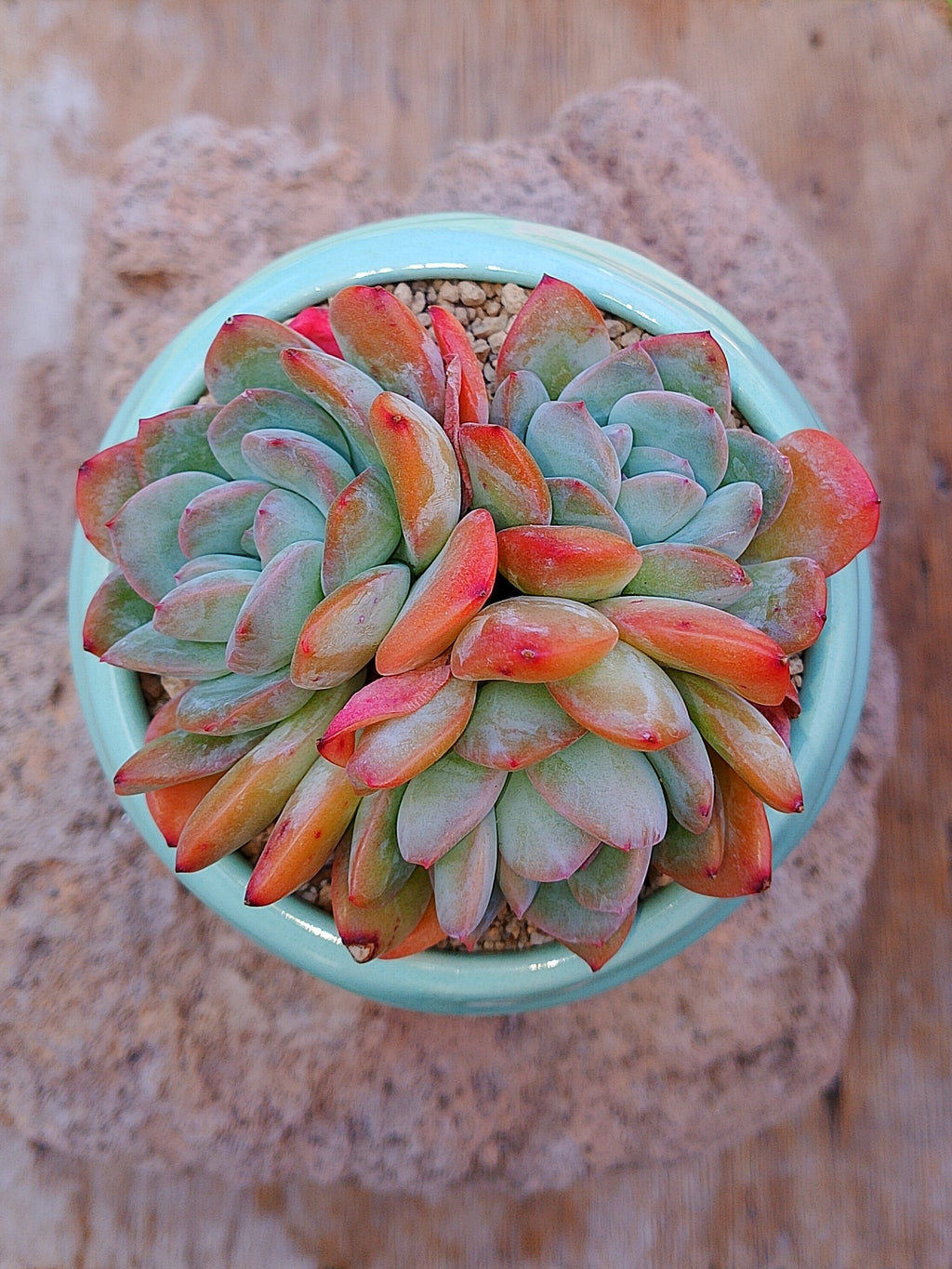 Echeveria polshai