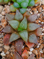 Haworthia RG C | maceta 3"