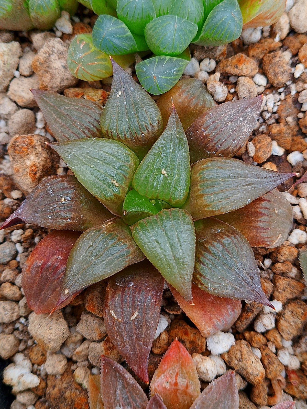 Haworthia RG C | maceta 3"