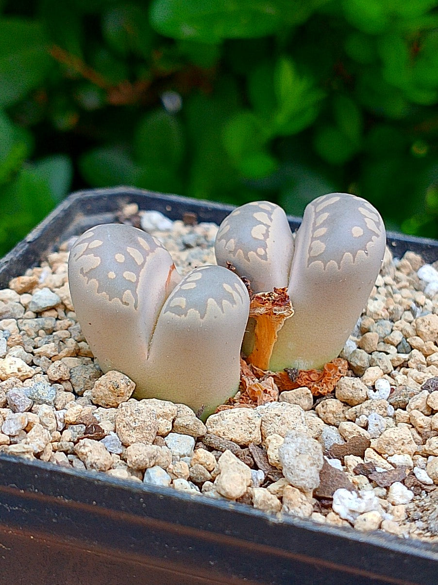 Lithops Otzeniana - 2 cabezas