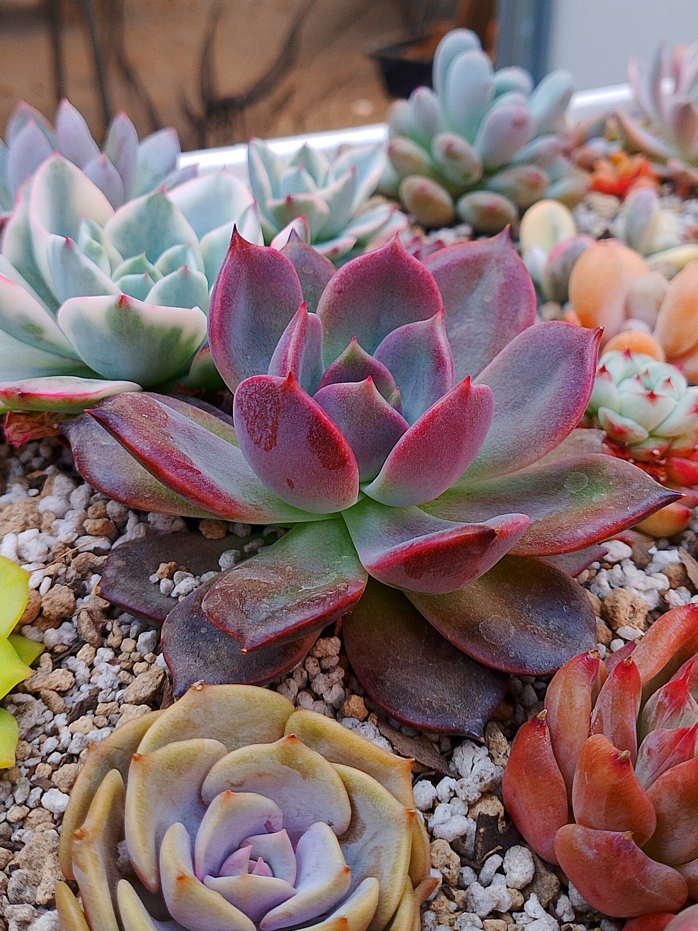 Echeveria Dark chocolate | maceta 3.5"