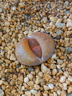 C352 	Lithops lesliei ssp. lesliei v. lesliei
