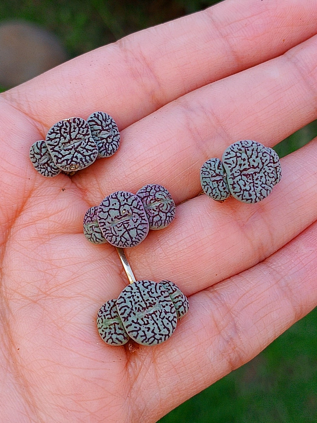 Conophytum wittebergense | maceta 2"