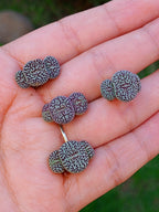 Conophytum wittebergense | maceta 2"