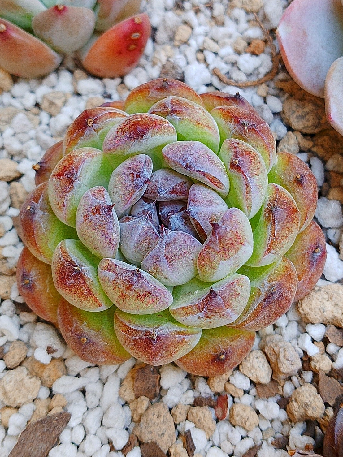 Echeveria Gemstone B