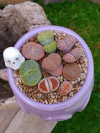 Paquete lithops Mix - Caldero fantasma
