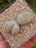 Lithops Geyeri | 2 cabezas