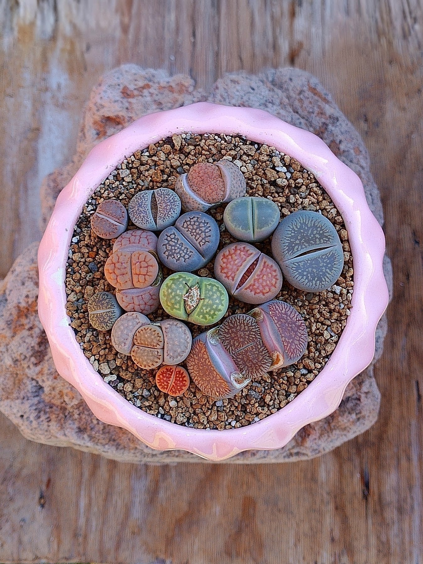 Paquete lithops Mix - circular B