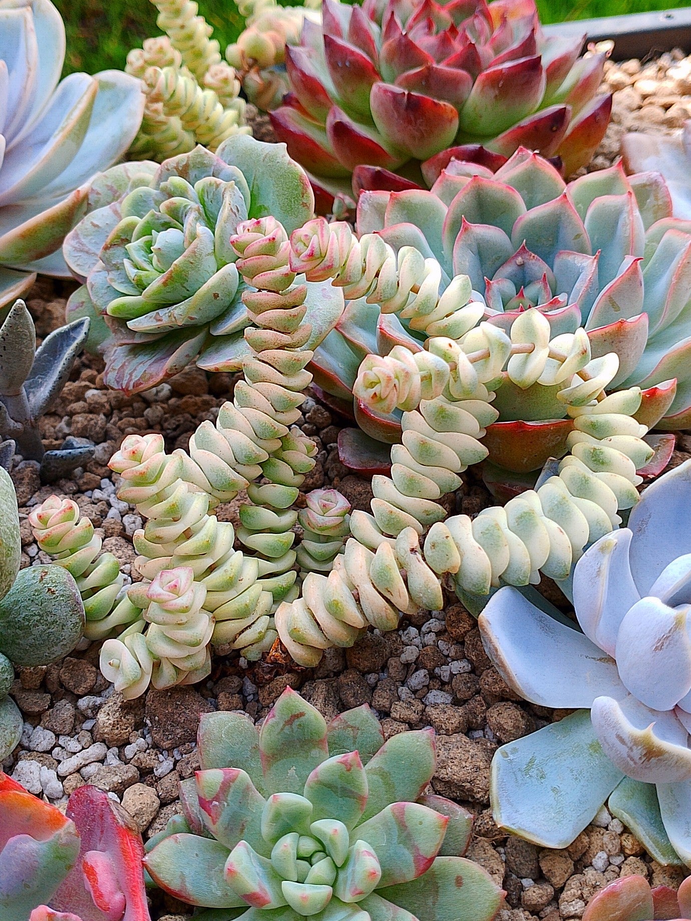 Crassula Baby Necklace - C Marnieriana v | maceta 3.5"