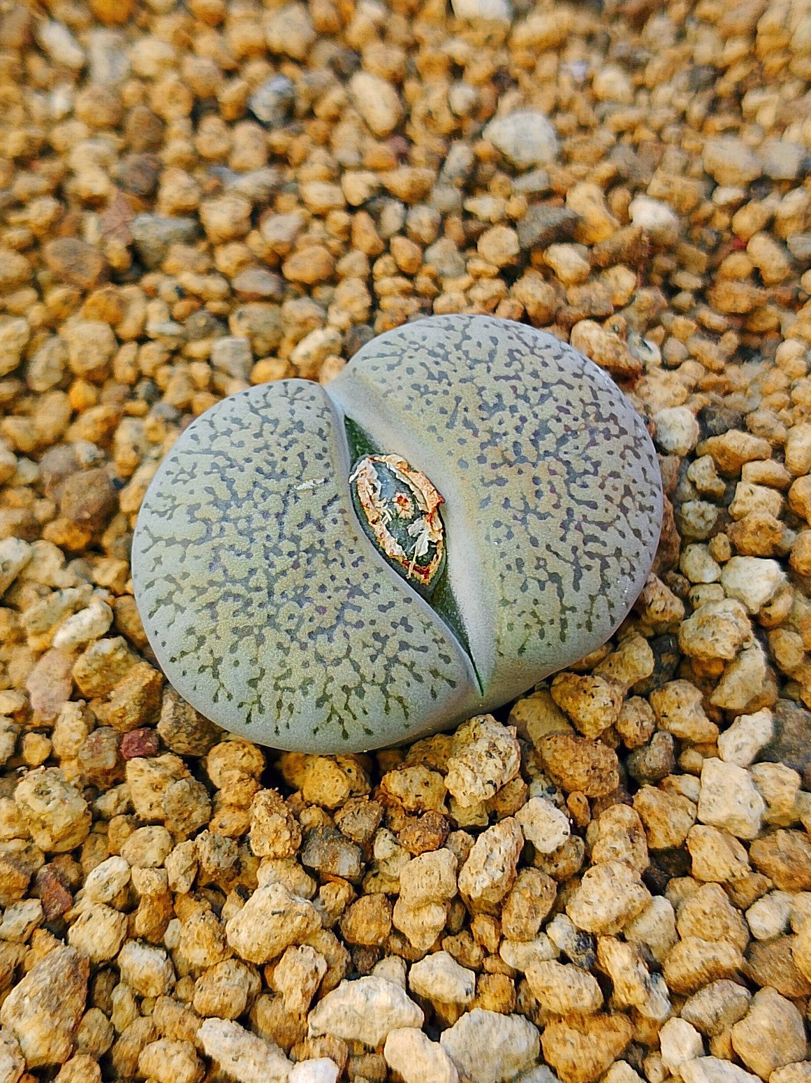 C308 	Lithops lesliei ssp. burchellii