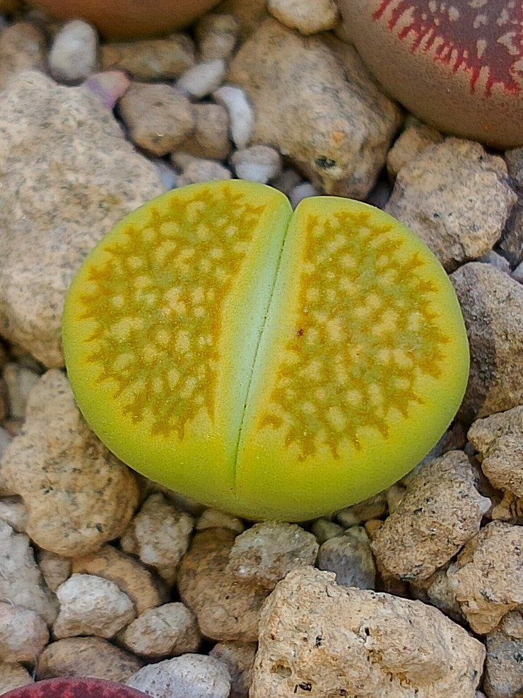 Lithops julii Fullergreen x Lithops salicola Malachite
