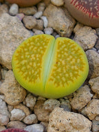 Lithops julii Fullergreen x Lithops salicola Malachite