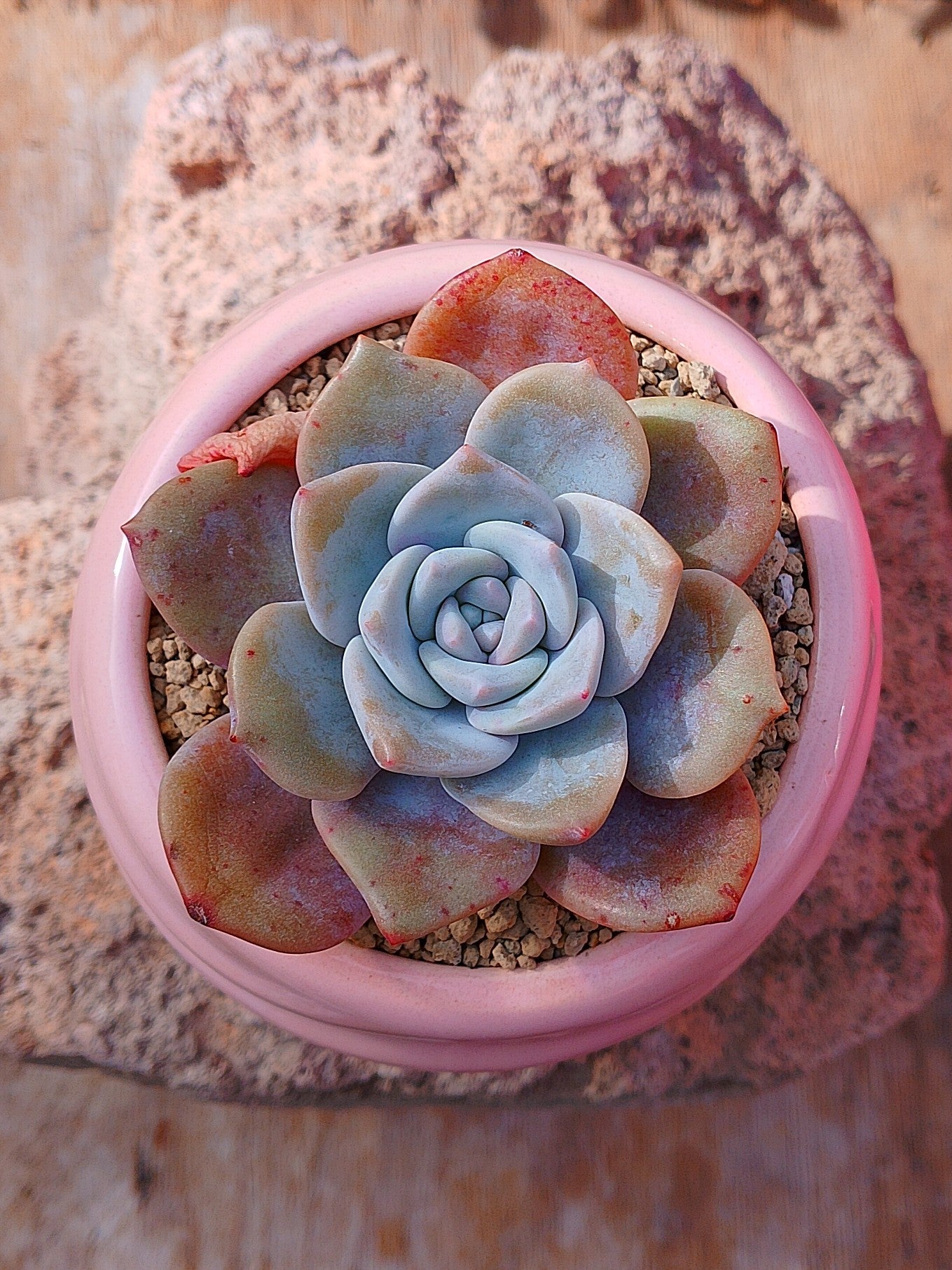 Echeveria Missing you