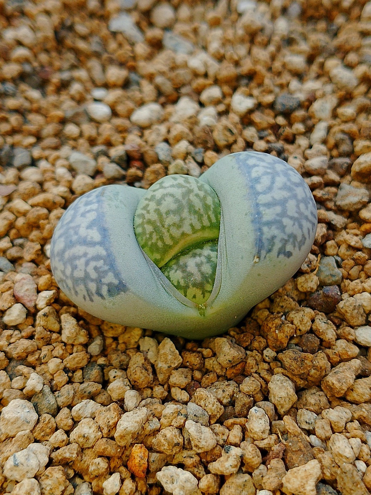 C274 	Lithops geyeri