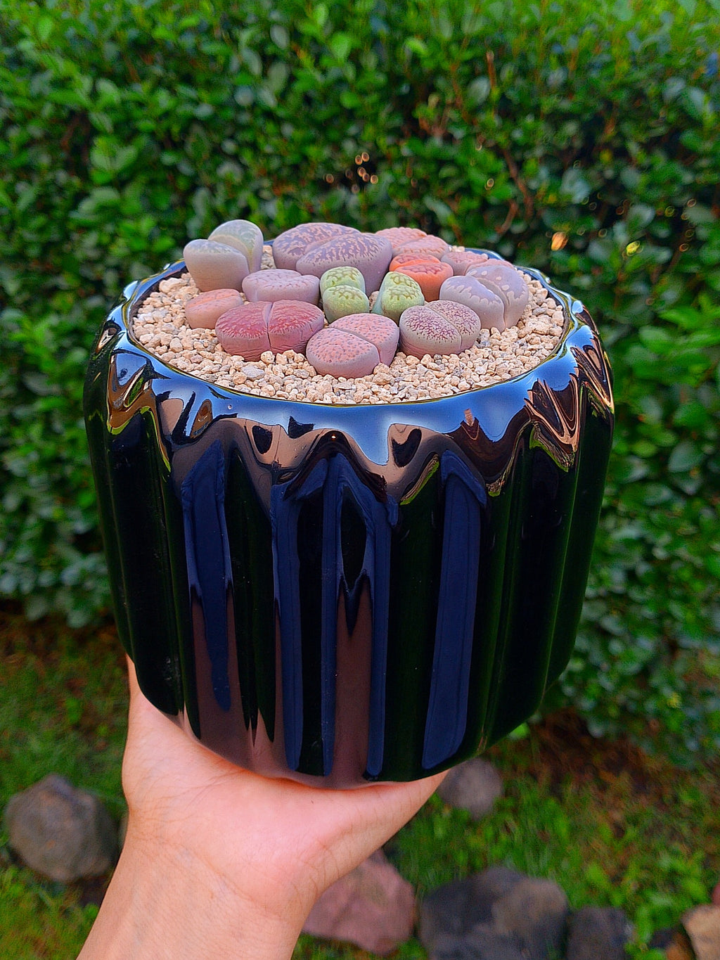 Paquete lithops Mix - circular B