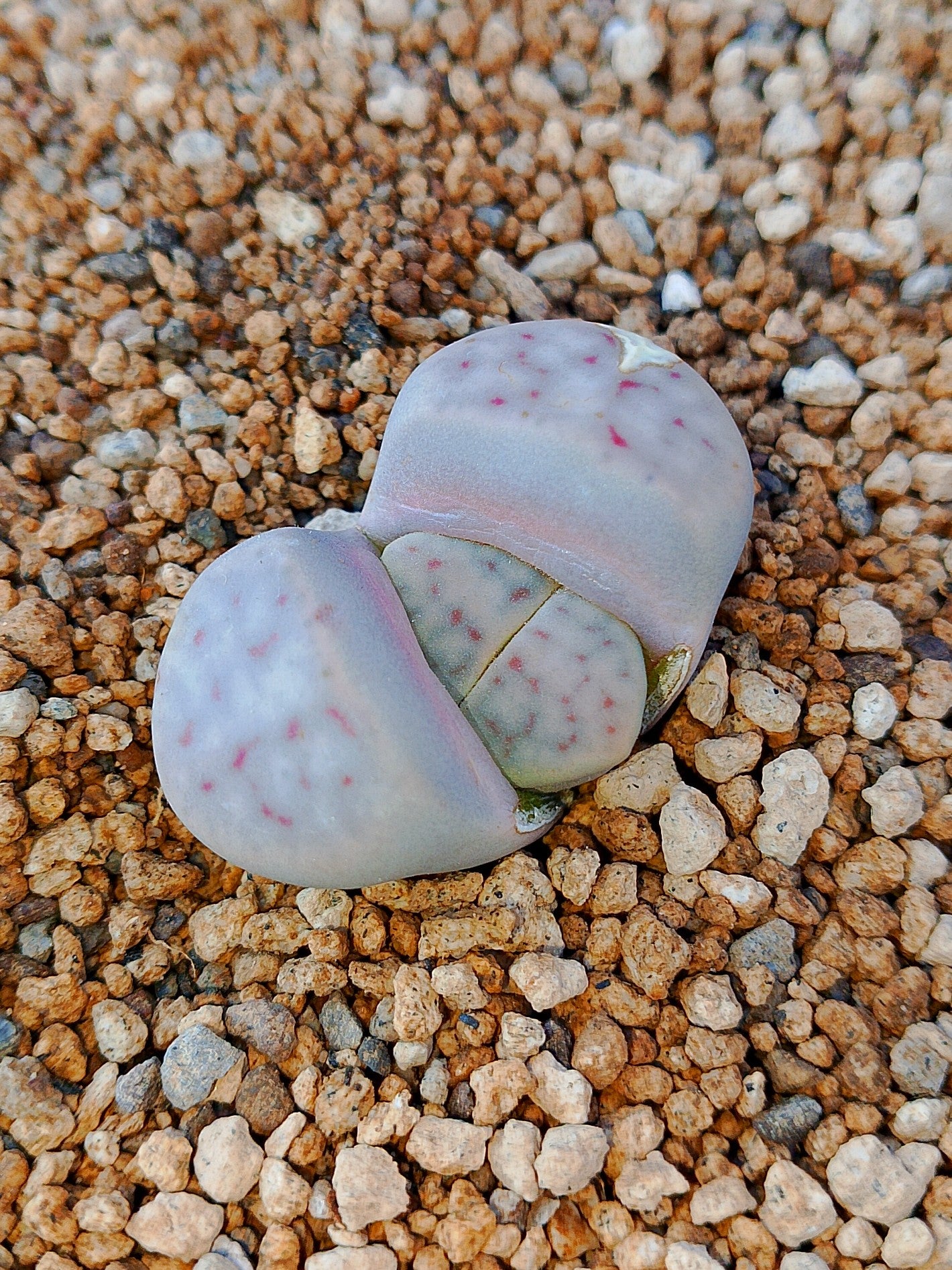 C206 	Lithops dinteri ssp. dinteri v. dinteri