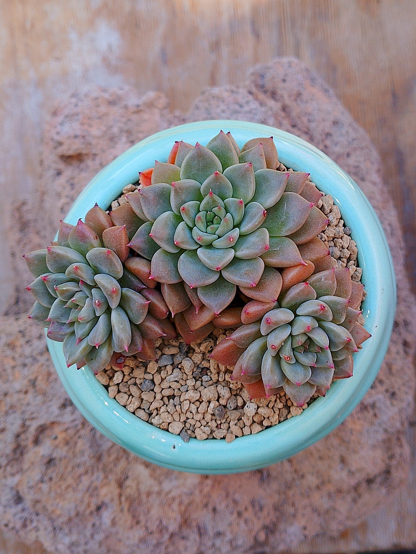 Echeveria Hermes