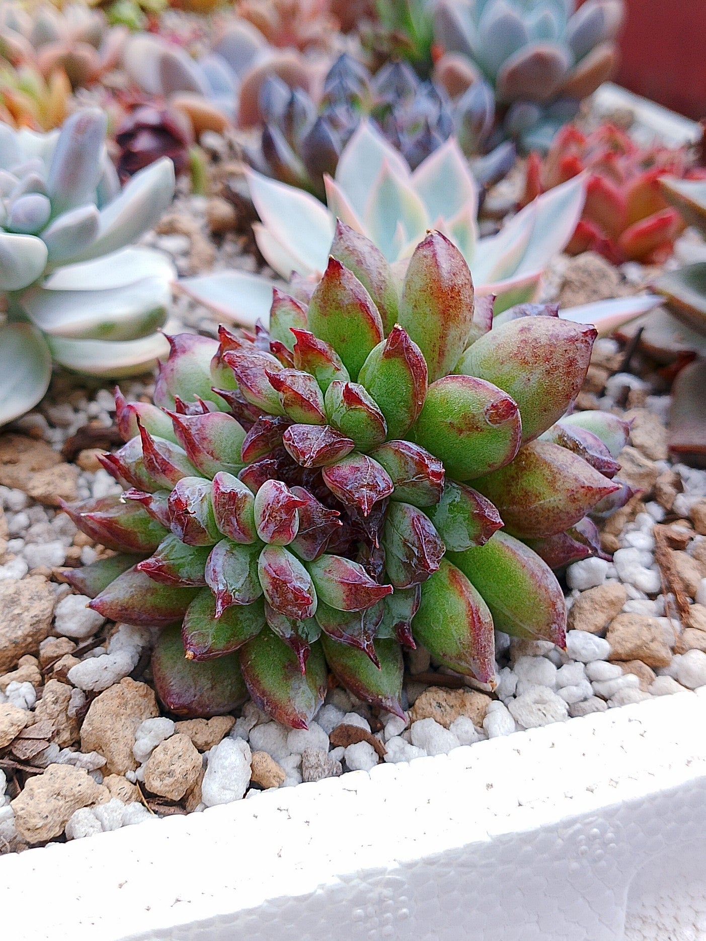Echeveria Channel rose