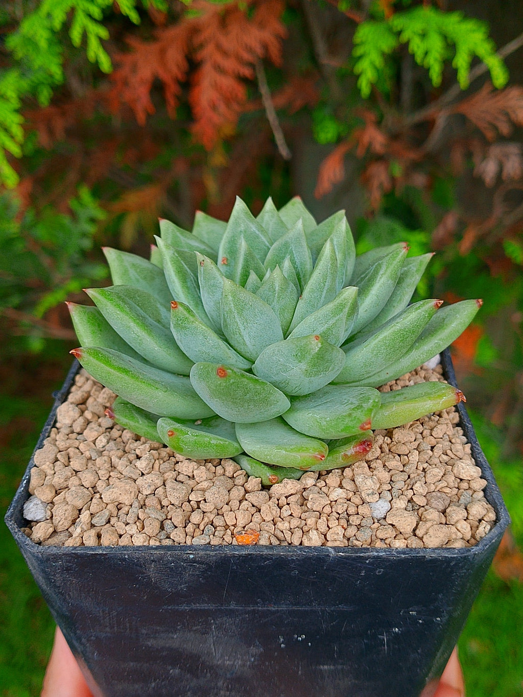 Echeveria Moire | maceta 3"