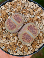 Lithops Aucampiae| 2 cabezas