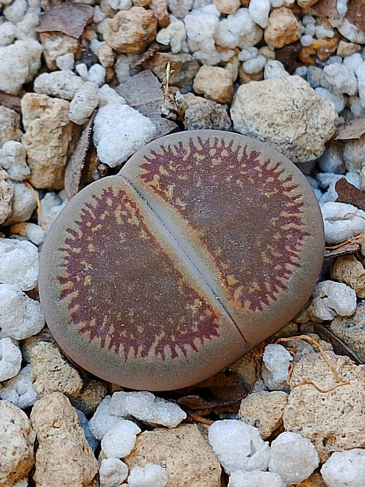 Cl017 Lithops Aucampiae
