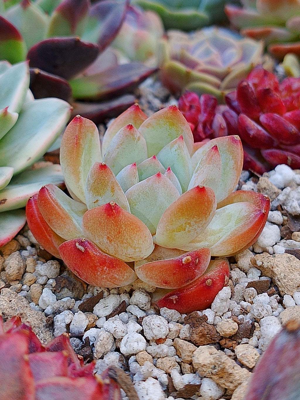 Echeveria Jennie