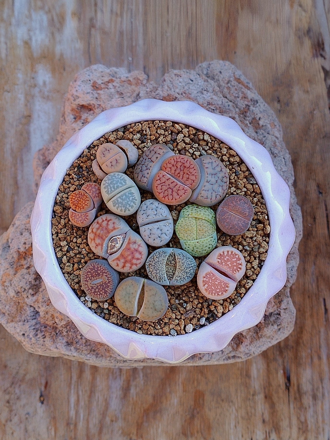 Paquete lithops Mix - circular F